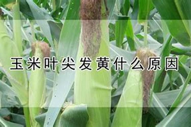 矿源黄腐酸钾的正确使用方法
