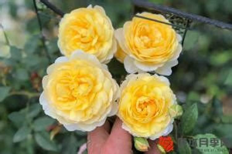 要是西兰花出现黄化米粒该怎么去解决