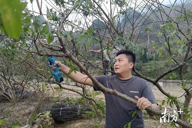 李子树冬季怎么施肥 李子树冬季什么时候施肥