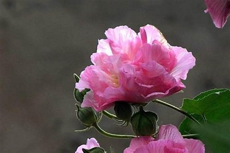 幼苗发黄缺什么原因 如何防治