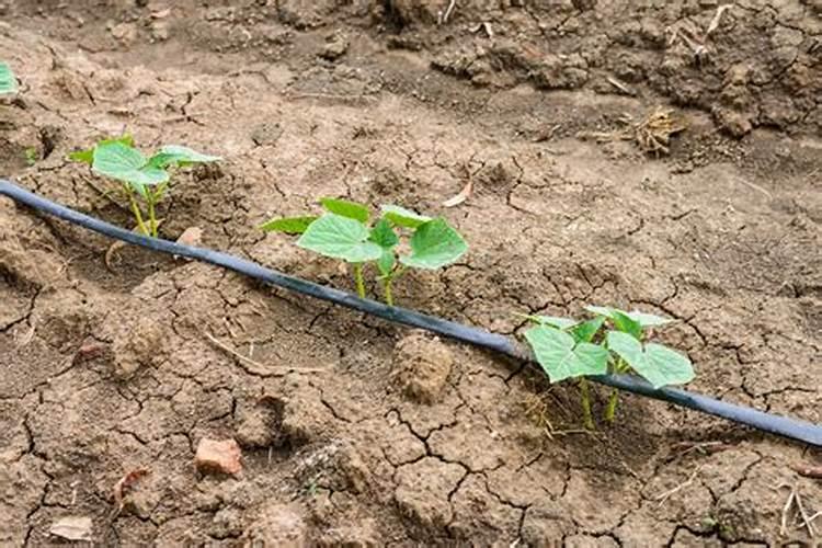 苏州有种西梅吗？西梅种植几年结果？