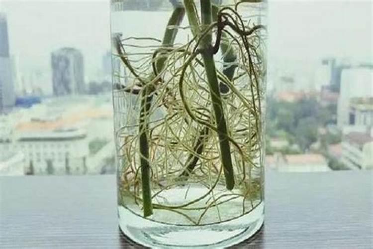 葡萄剪枝移栽方法