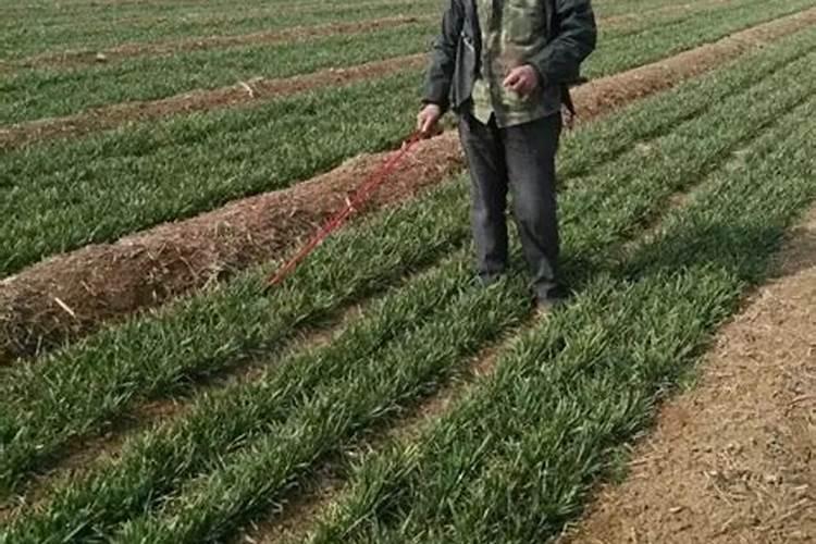 栽水稻什么时侯施肥最好一