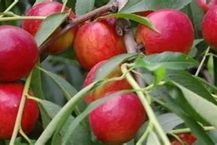 万夫勇叶面肥有什么功效