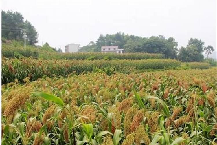 住商肥料玉米专用肥价格多少