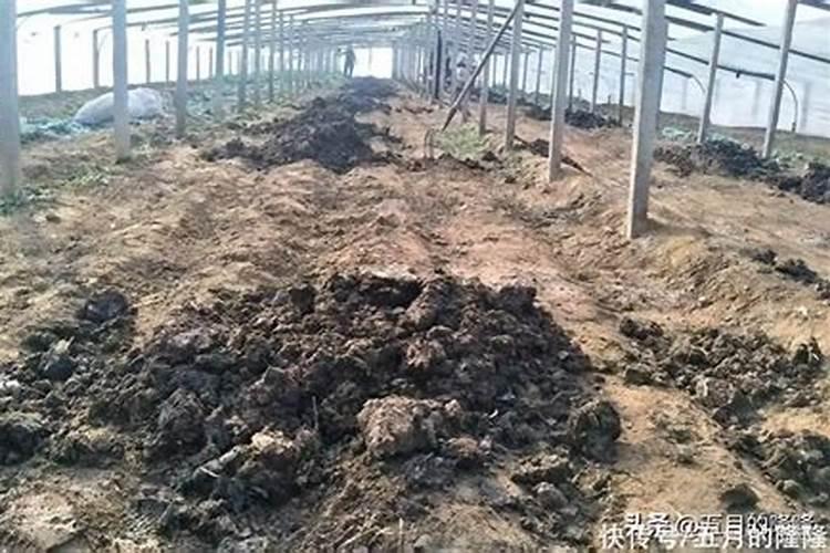 硅肥硅肥的十大作用