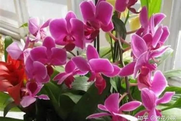 蝴蝶兰用什么肥磷钾肥可促进花芽形成