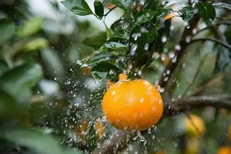 七月份种什么最合适农作物