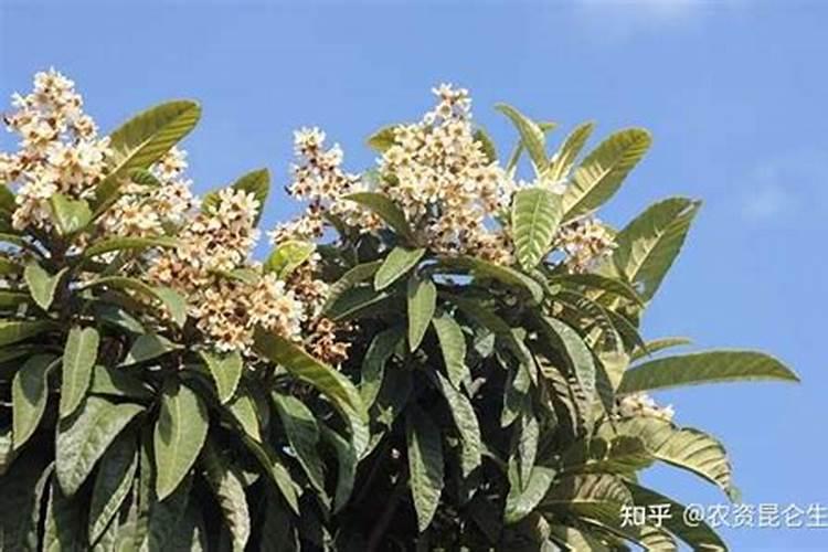 枇杷花期管理方法与要点