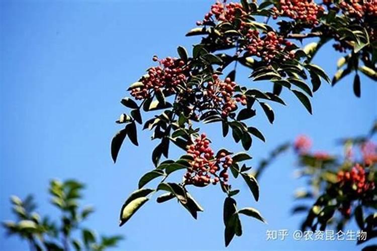 蓝莓应该施用什么样的肥料？