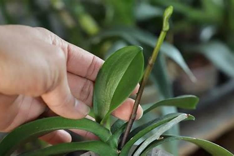 磷酸二氢钾可以浇蝴蝶兰吗