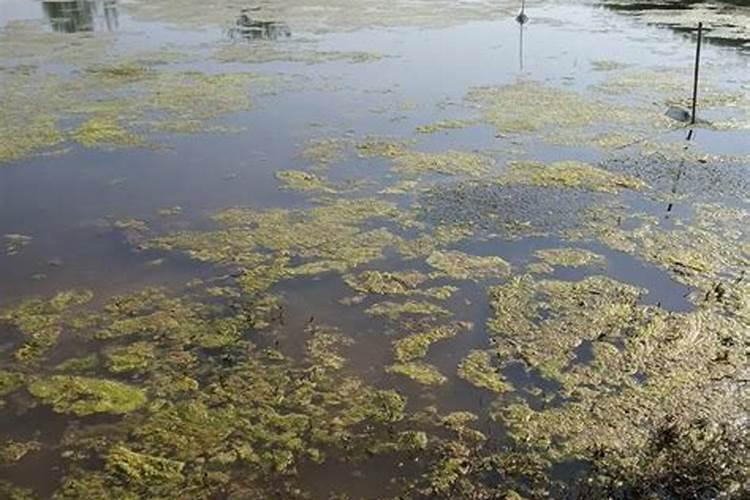 没有化肥的年代,农家肥能满足农作物生长需要吗？