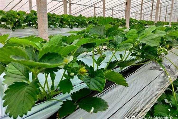 无土栽培的缺点