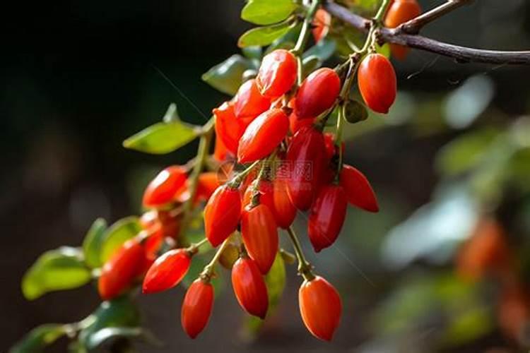 专治盐碱地的化肥