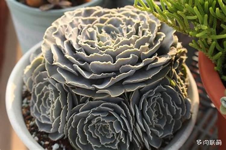 芹菜籽怎么种 自家种芹菜怎么种