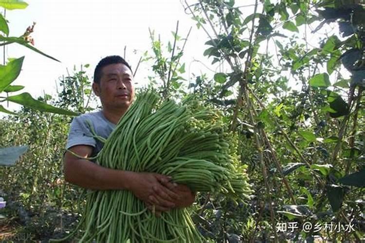 温室豆角收获期用什么冲施肥