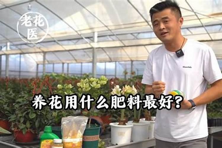 冬季怎么养茉莉花加速枝条木质化