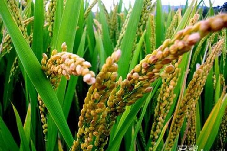 中国最好的水稻专用肥