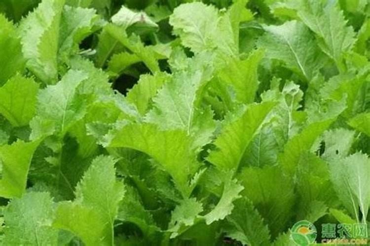 葡萄生根肥用什么好