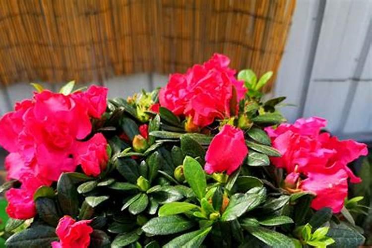 杜鹃花怎么施肥