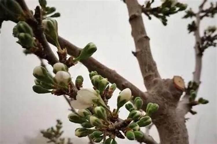 怎么给兰花浇水？