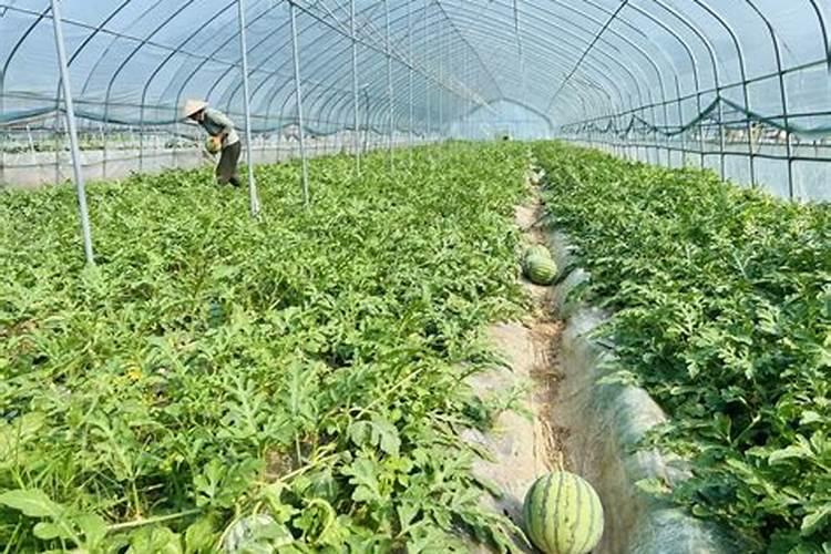 大棚西瓜地膜下怎么埋滴管