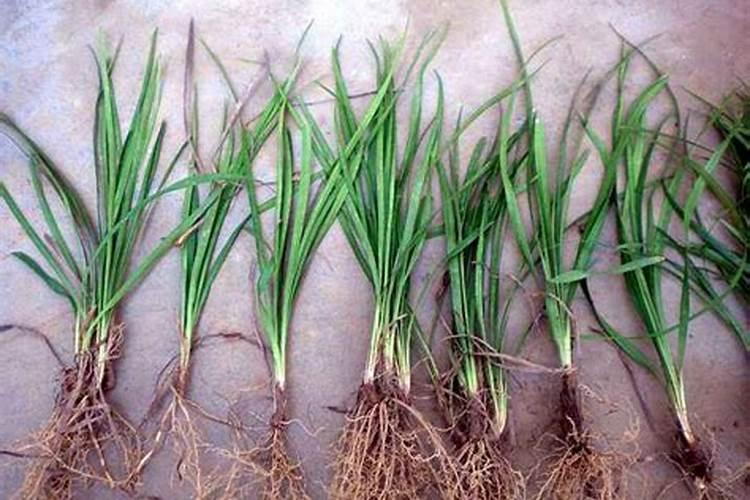 庄稼一枝花,全靠肥当家,施肥时应该选用什么肥料？