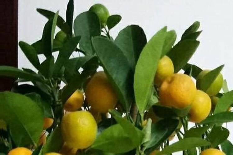 氮肥磷肥钾肥可以同时兑水浇花吗