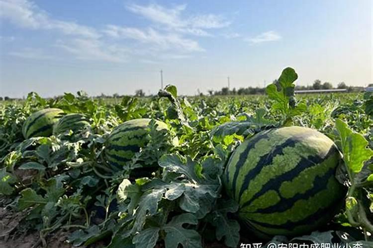 请问老师西瓜在什么时候追肥最好？施什么肥料？