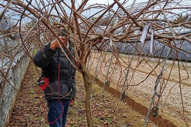 三年的猕猴桃怎样施肥