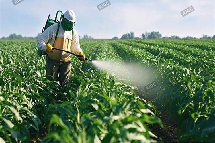 多肉植物施什么肥好