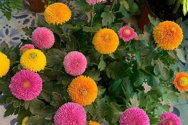 先正达带有妙字的叶面肥有哪些