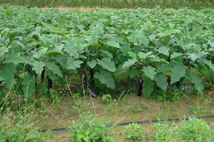 茄子秧矮小怎么回事？用什么微量元素水溶肥好？
