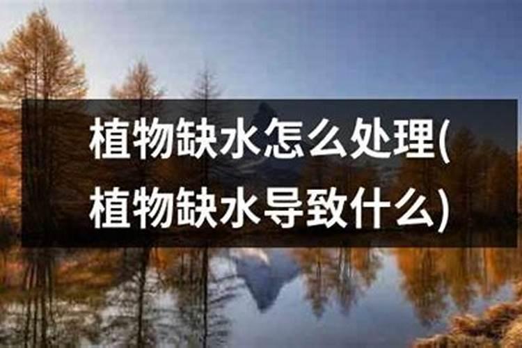 杨梅树不结果用什么药