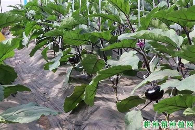 茄子夏季如何追肥腐植酸水溶肥呢？