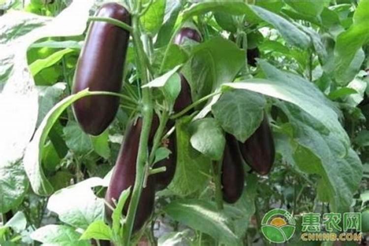 茄子种植怎么施肥才能高产