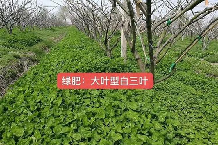 茄孑苗叶子怎么老了不翻嫩