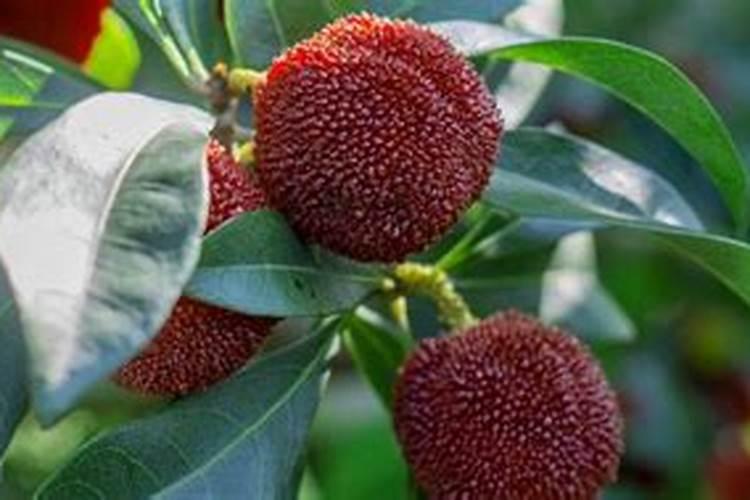 甲维虫螨腈虱螨脲主要打哪些虫,对人有危害吗