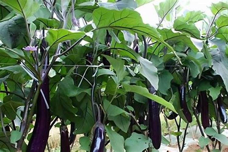 茄子种植怎么施肥才能高产