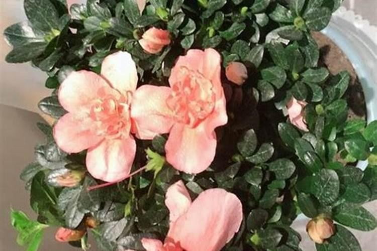 糯玉米种子哪个品种好