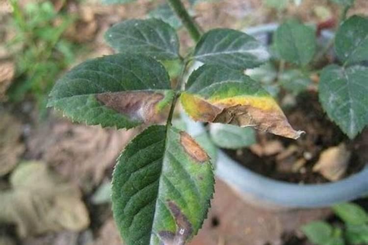 黄豆怎么做肥料