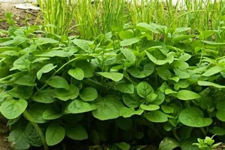 木耳菜施什么肥长得快