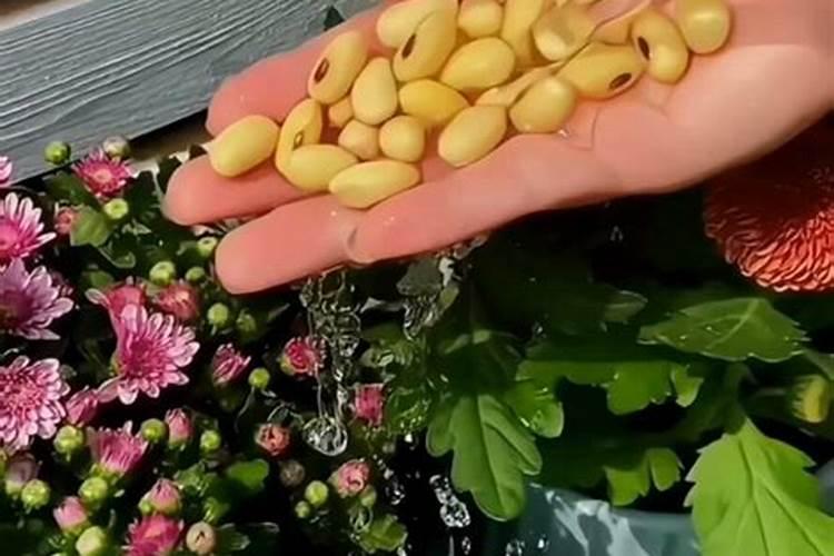 水稻什么时候适合追复合肥？
