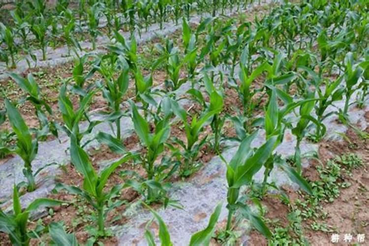 种植玉米时什么时候施肥比较好？该怎样科学的施肥？
