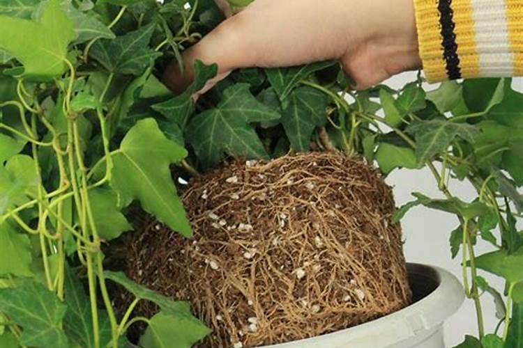 脆蜜金桔要施什么肥料