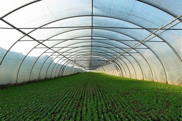 大棚蔬菜为什么容易缺钙