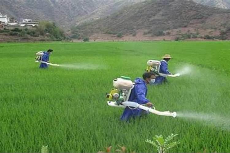 敌敌畏可以打茶籽树吗？