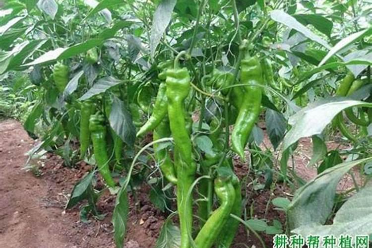 请问刚定植的尖椒什么时候开始冲肥,那个时期冲什么肥合适？