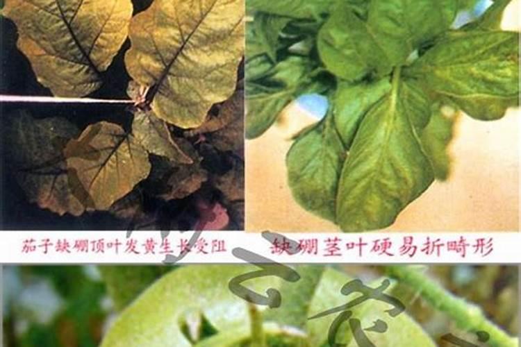 茄子缺硼的症状