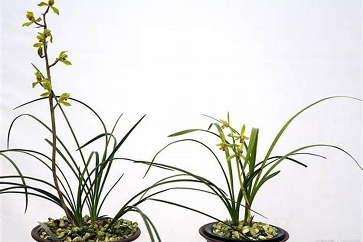 擦亮双眼,防忽悠!一篇文章彻底弄懂真假腐殖酸